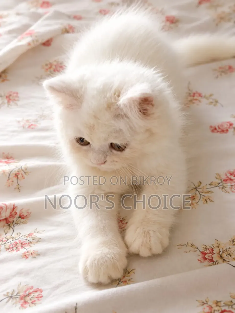 1-3 Months Female Purebred Persian
