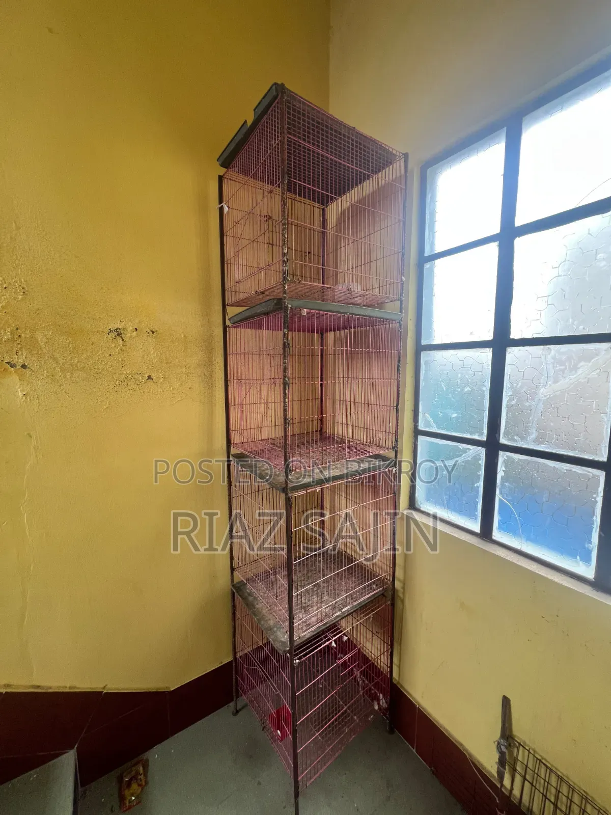 Birds Cage