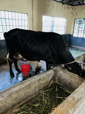 উন্নত জাতের অস্ট্রেলিয়ান গাভী (২টা করে বাচ্চা দেয়) বিক্রি করা হবে।