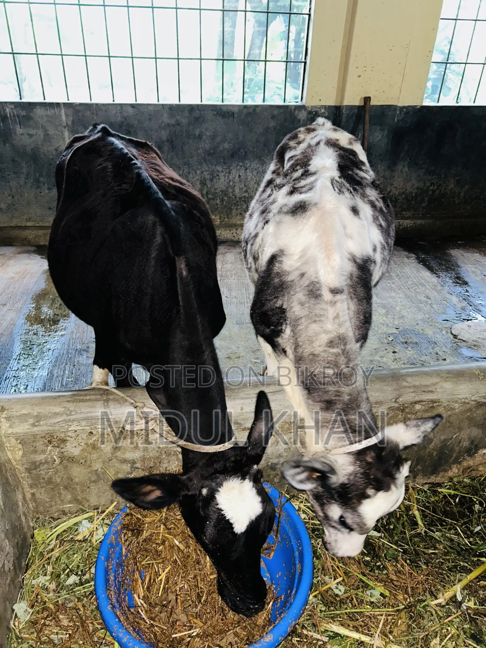 উন্নত জাতের অস্ট্রেলিয়ান গাভী (২টা করে বাচ্চা দেয়) বিক্রি করা হবে।