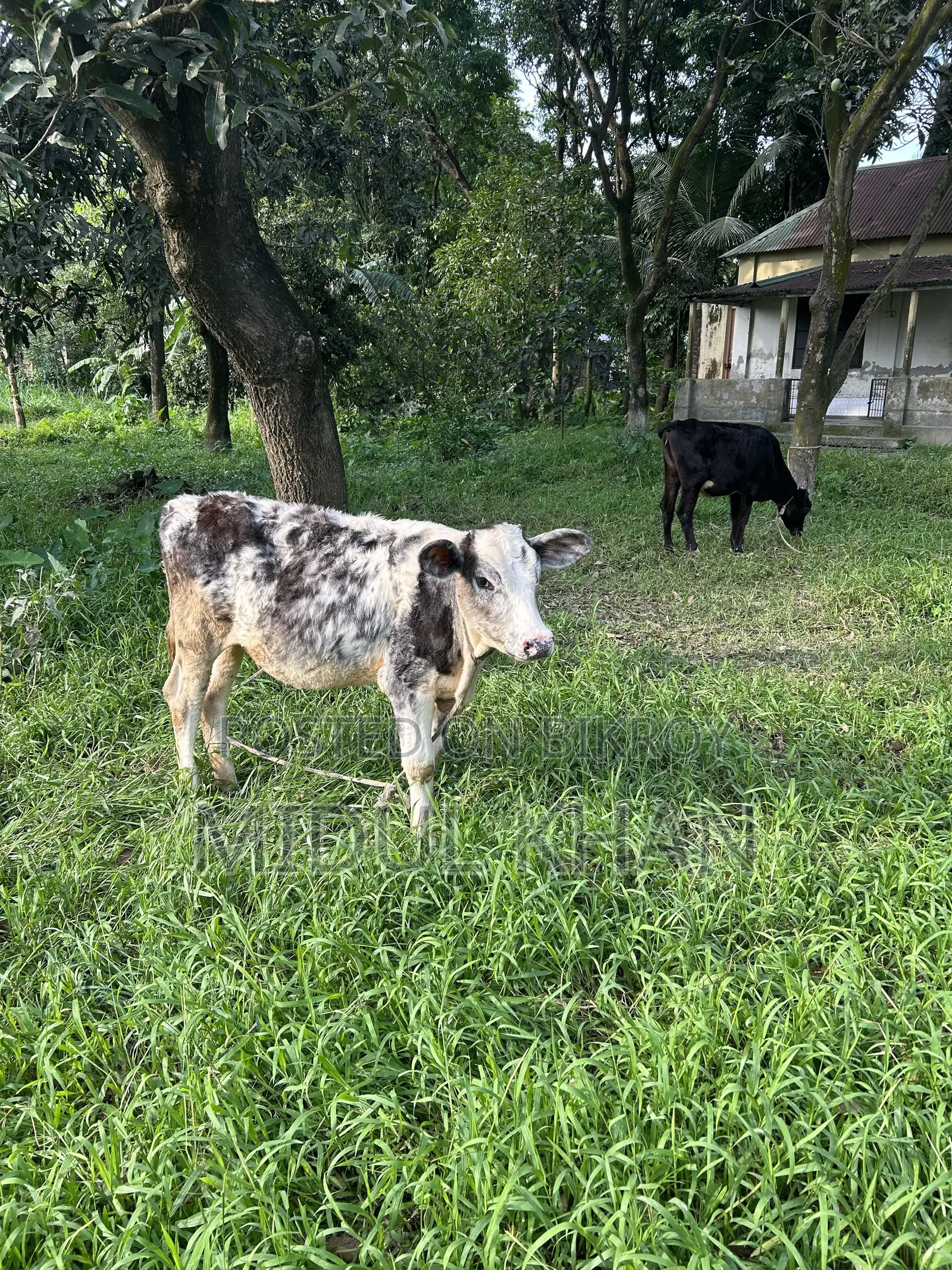 উন্নত জাতের অস্ট্রেলিয়ান গাভী (২টা করে বাচ্চা দেয়) বিক্রি করা হবে।