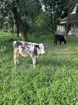 উন্নত জাতের অস্ট্রেলিয়ান গাভী (২টা করে বাচ্চা দেয়) বিক্রি করা হবে।