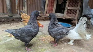 Andalusian Show King 3 Pairs