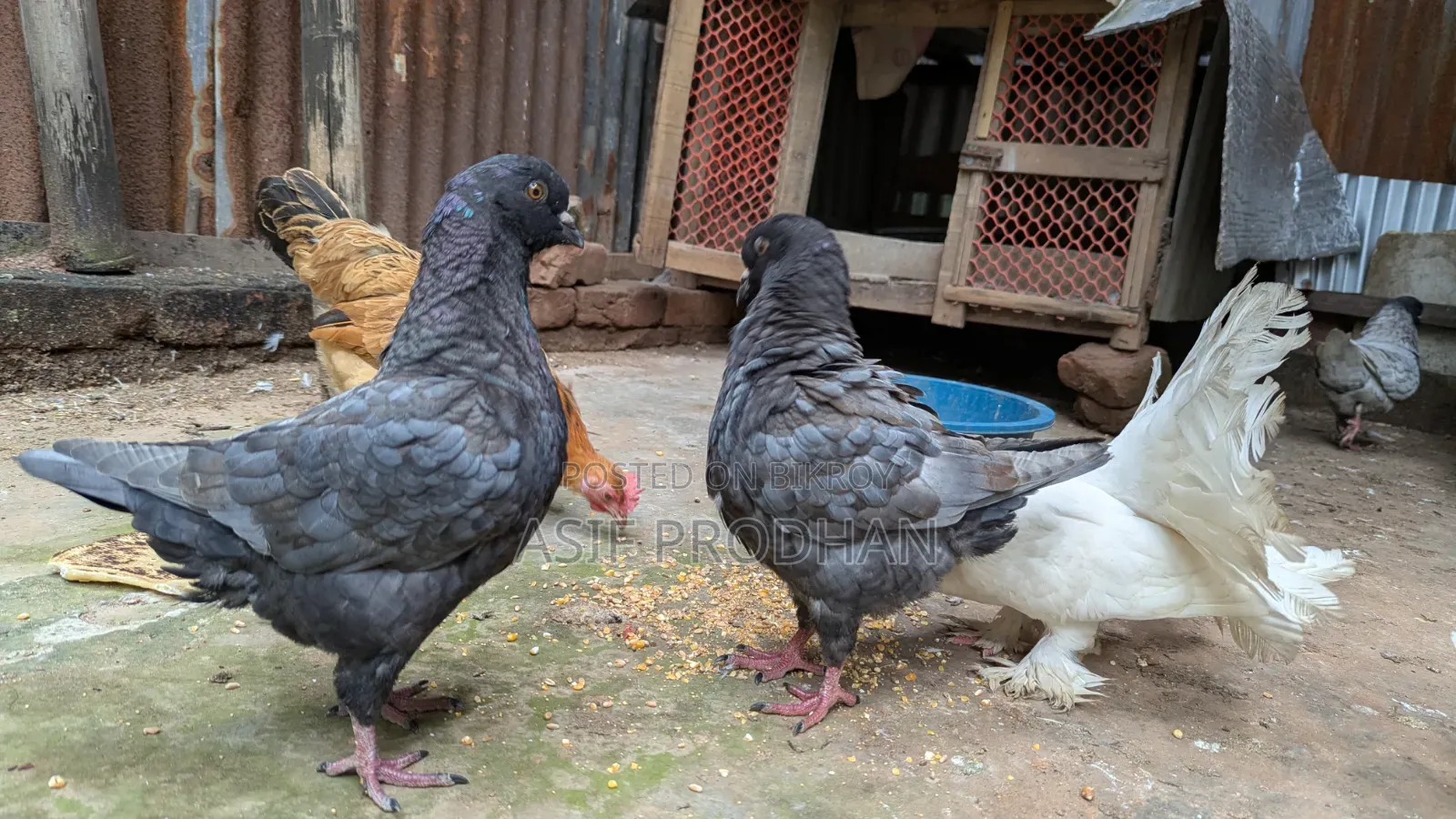 Andalusian Show King 3 Pairs