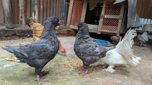Andalusian Show King 3 Pairs