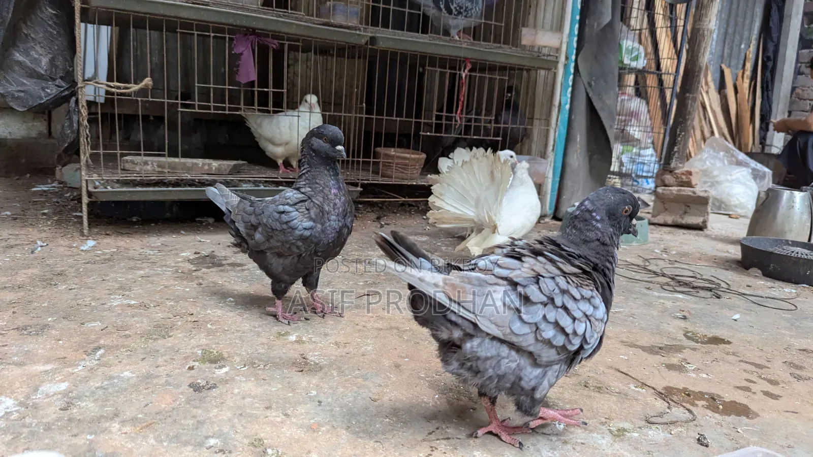 Andalusian Show King 3 Pairs