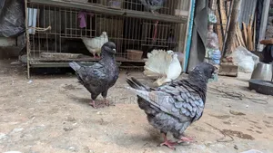 Andalusian Show King 3 Pairs