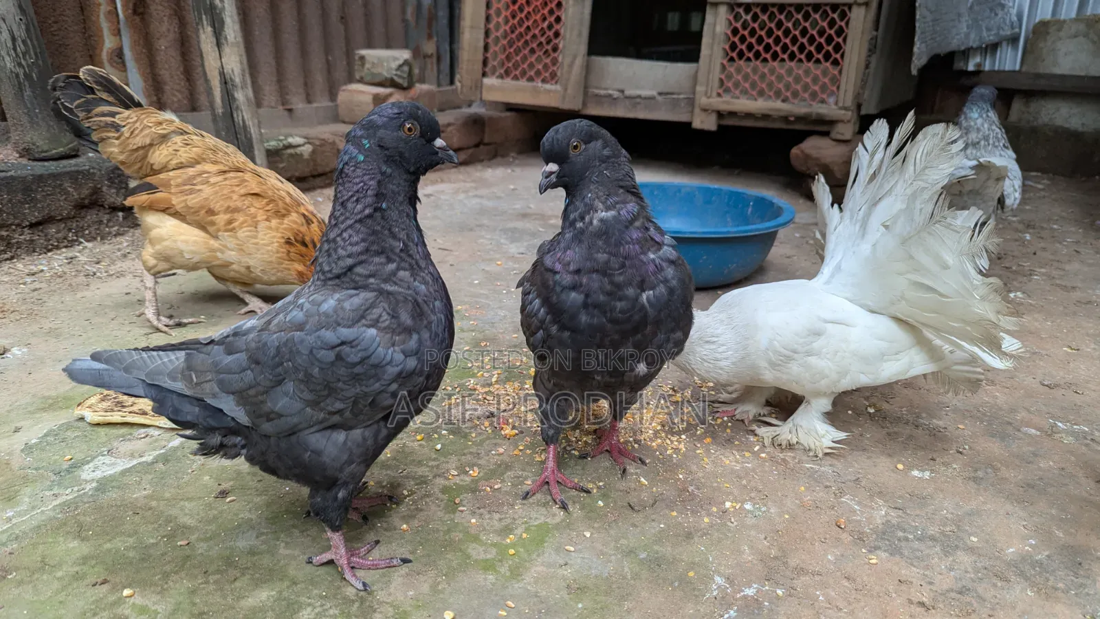 Andalusian Show King 3 Pairs