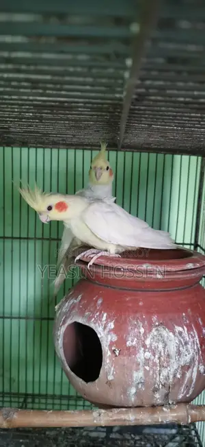 সম্পূর্ণ প্রাপ্তবয়স্ক ককটেল পাখি
