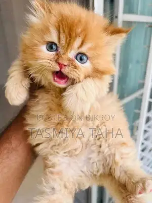 1-3 Months Female Purebred Persian