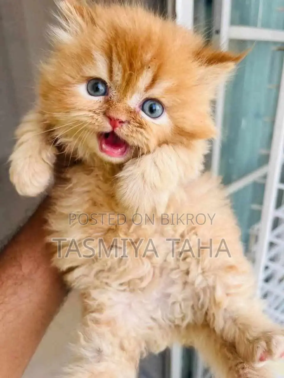 1-3 Months Female Purebred Persian