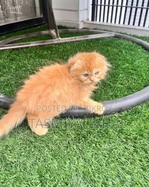 1-3 Months Female Purebred Persian
