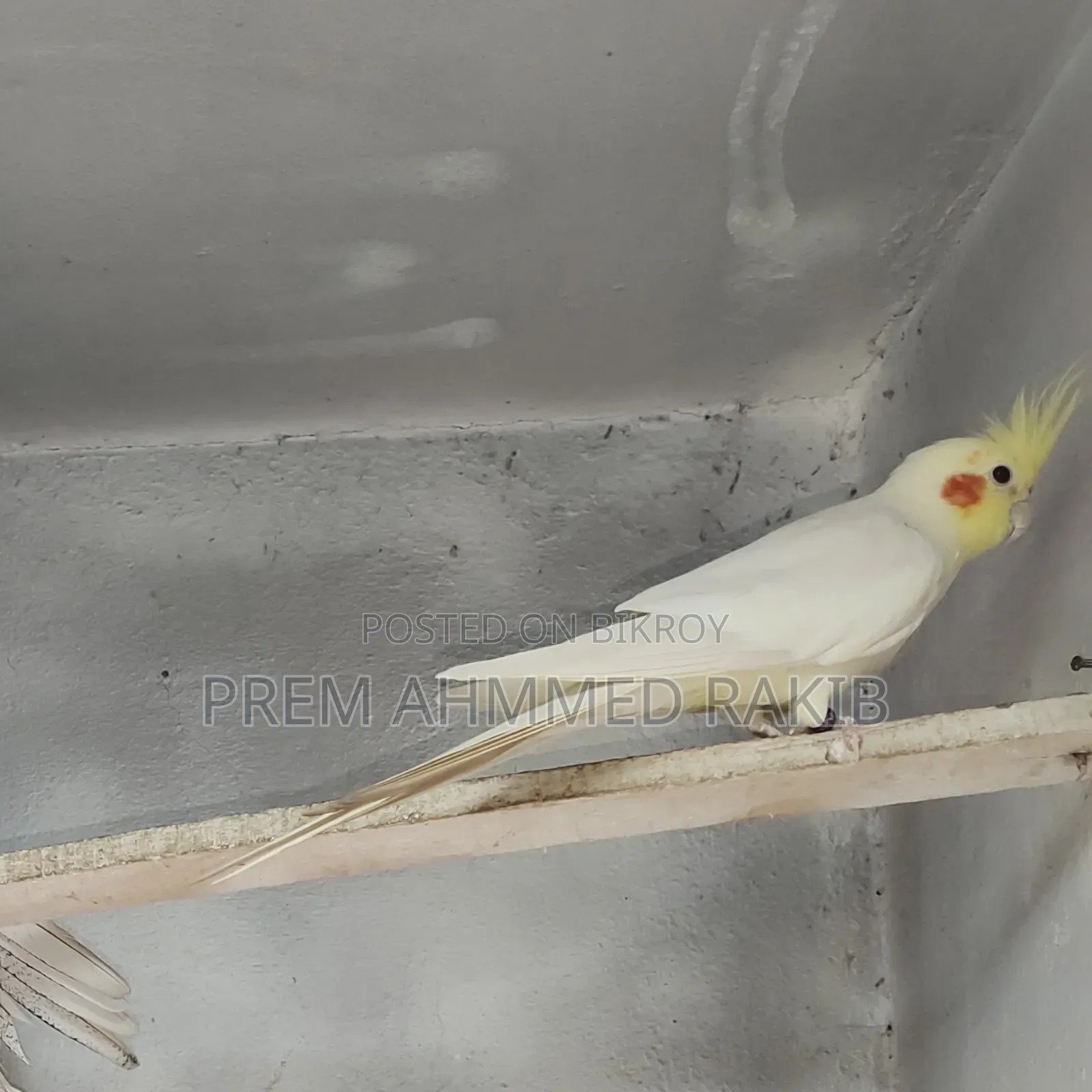 Cockatiel Bird