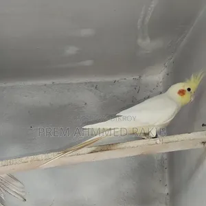 Cockatiel Bird