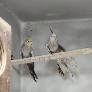 Cockatiel Bird