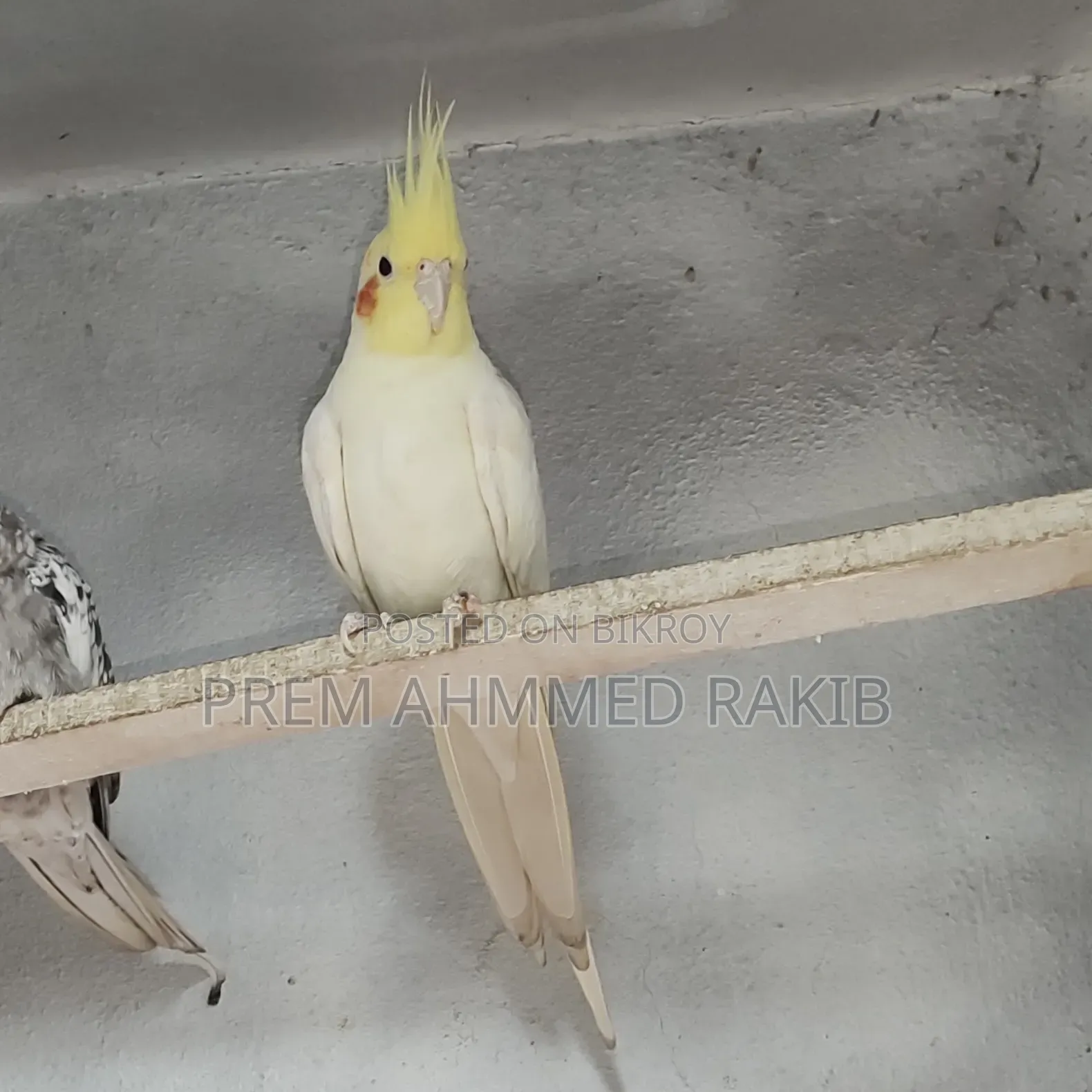 Cockatiel Bird