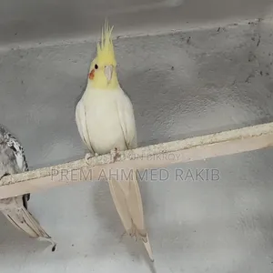 Cockatiel Bird