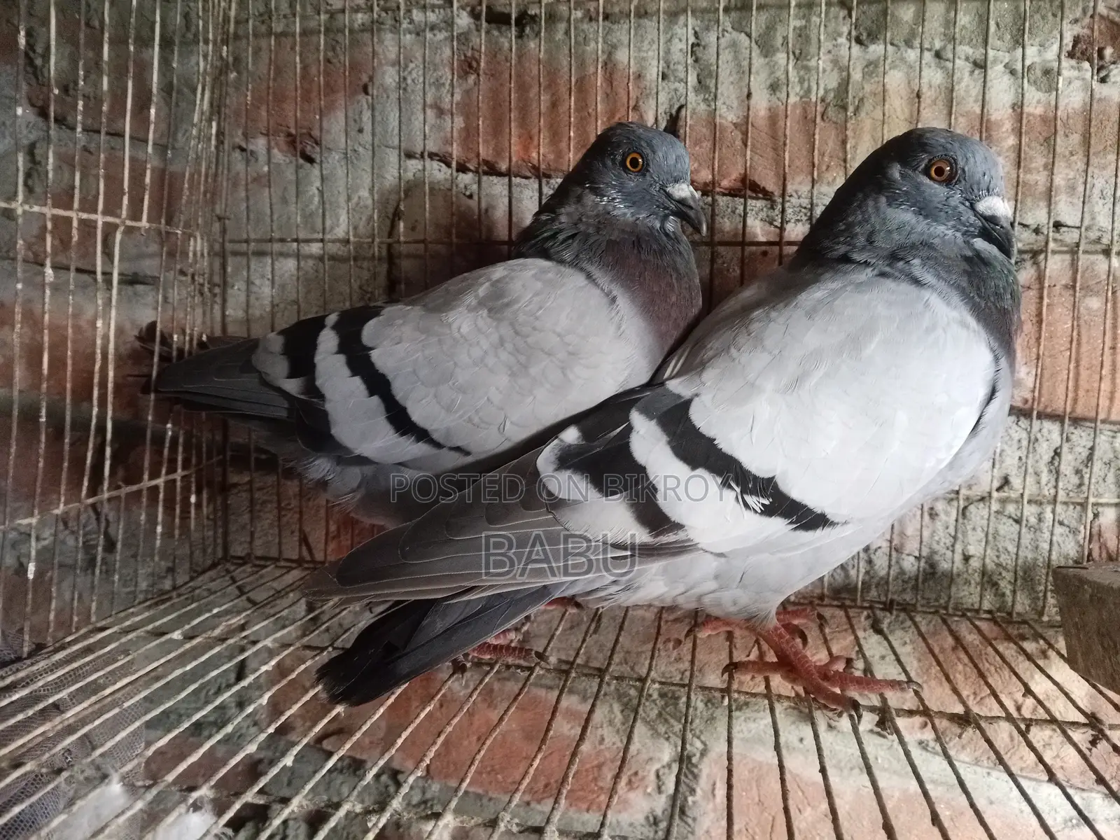 মাক্সি ও সবজি রেসার