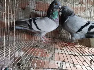 মাক্সি ও সবজি রেসার