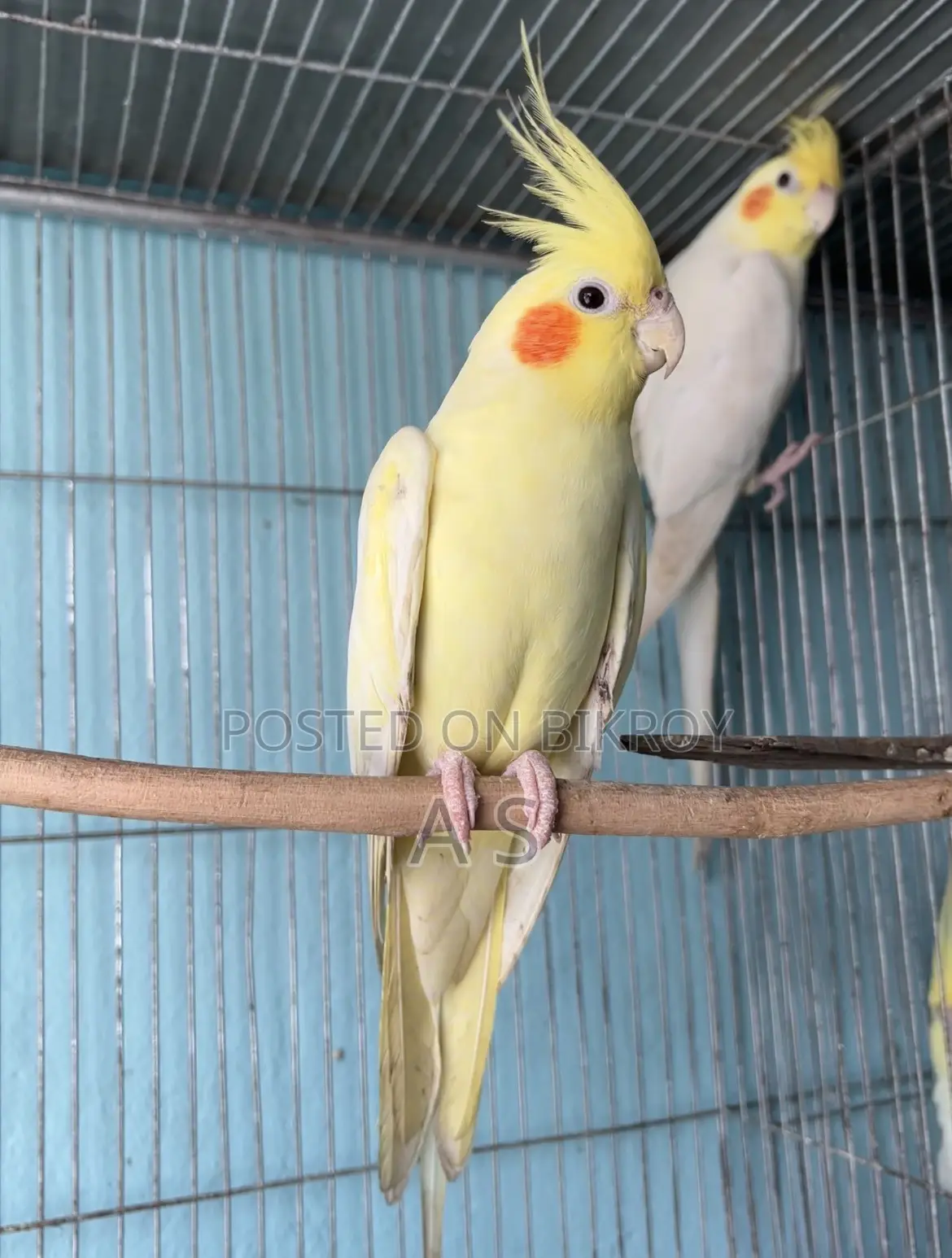 রানিং ককটেল পেয়ার সিঙ্গেল মেল