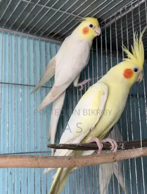 রানিং ককটেল পেয়ার সিঙ্গেল মেল