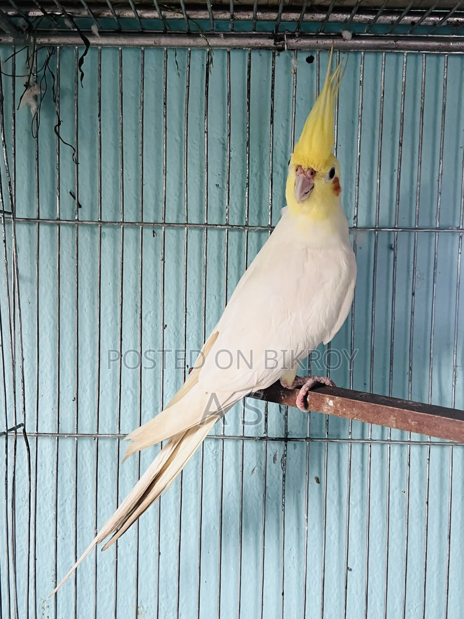 রানিং ককটেল পেয়ার সিঙ্গেল মেল