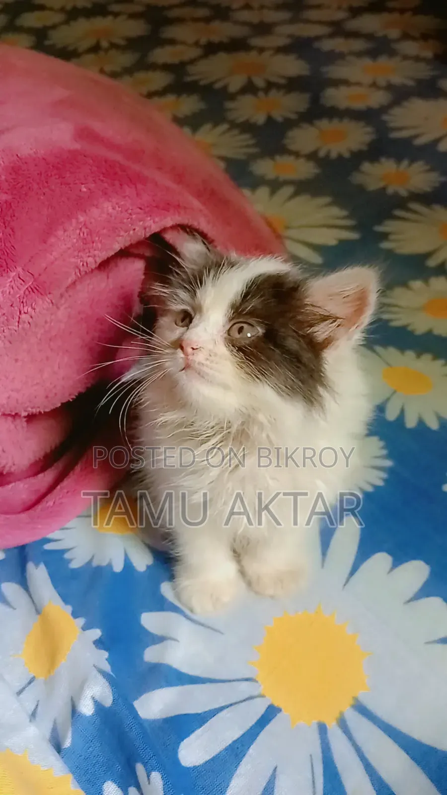 1-3 Months Female Purebred Persian