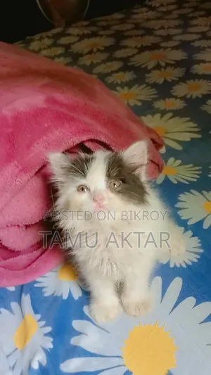 1-3 Months Female Purebred Persian