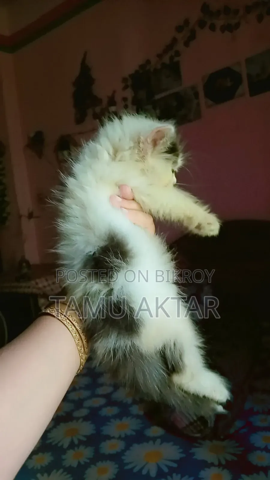 1-3 Months Female Purebred Persian