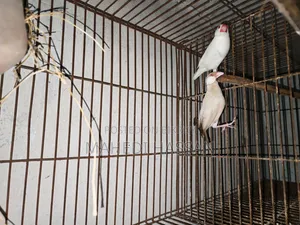 রানিং জাভা পাখি