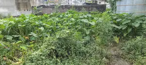এন-এক্স ব্লক, ১০ কাঠা প্লট বিক্রয় বসুন্ধরা, বারিধারা।