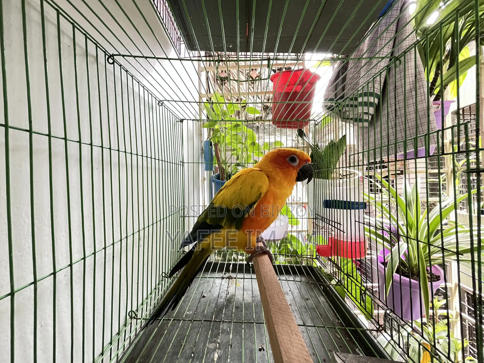 সান কোনুরে