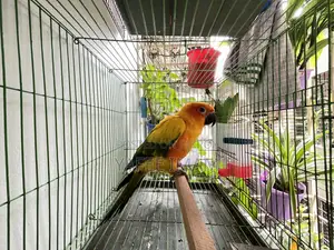 সান কোনুরে