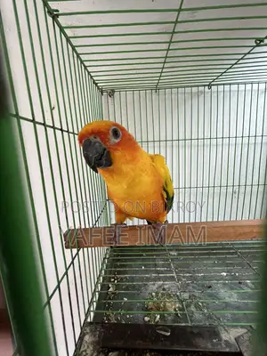 সান কোনুরে