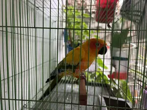 সান কোনুরে