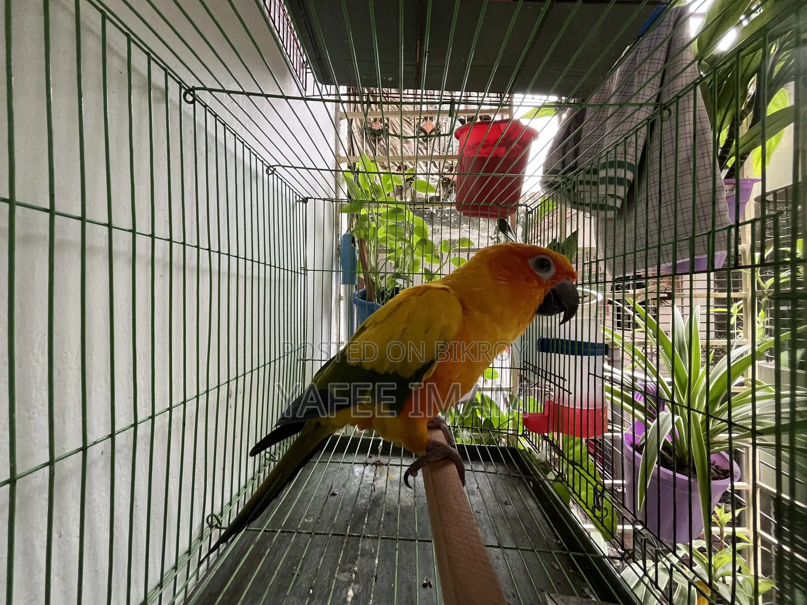 সান কোনুরে