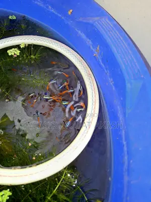 RTP Guppy Elephant Ear
