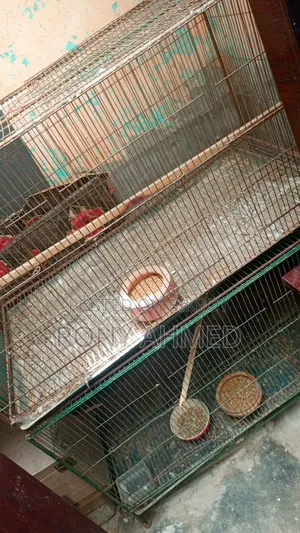 Bird Cage