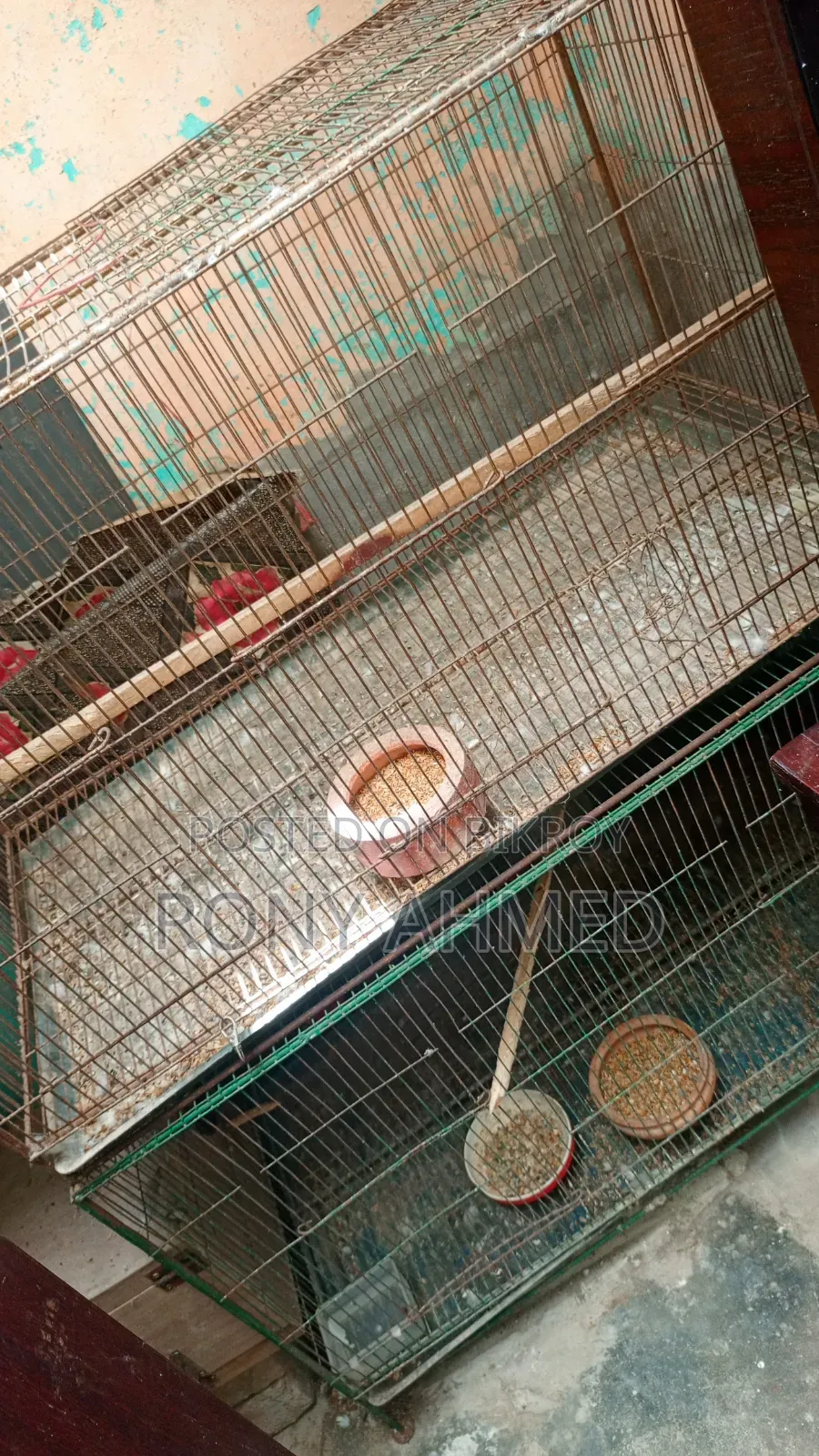 Bird Cage