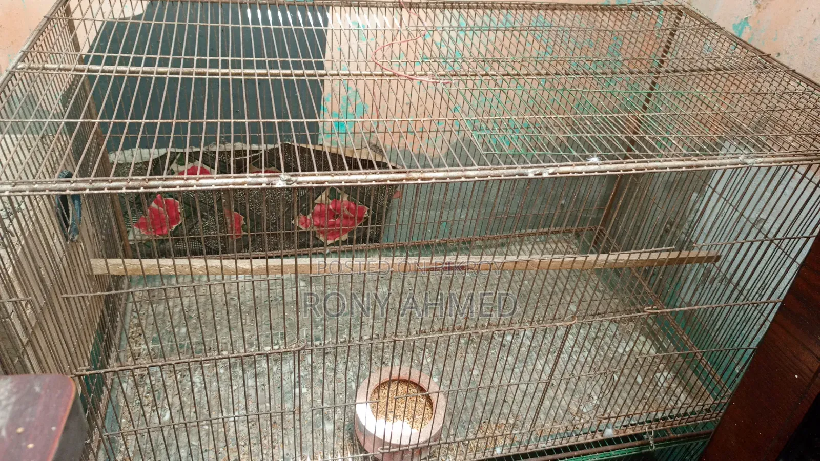 Bird Cage
