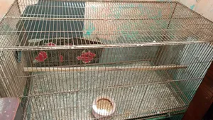 Bird Cage