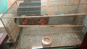 Bird Cage