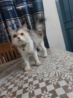 1+ Year Female Purebred Persian