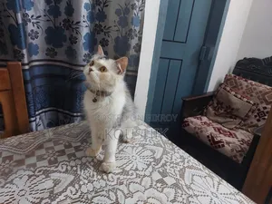 1+ Year Female Purebred Persian
