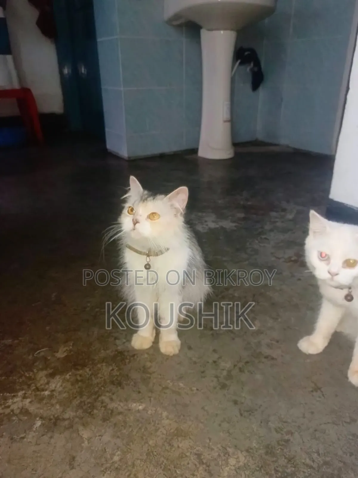 1+ Year Female Purebred Persian