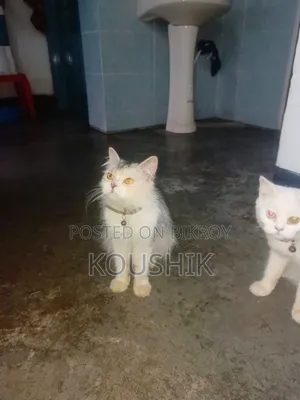 1+ Year Female Purebred Persian