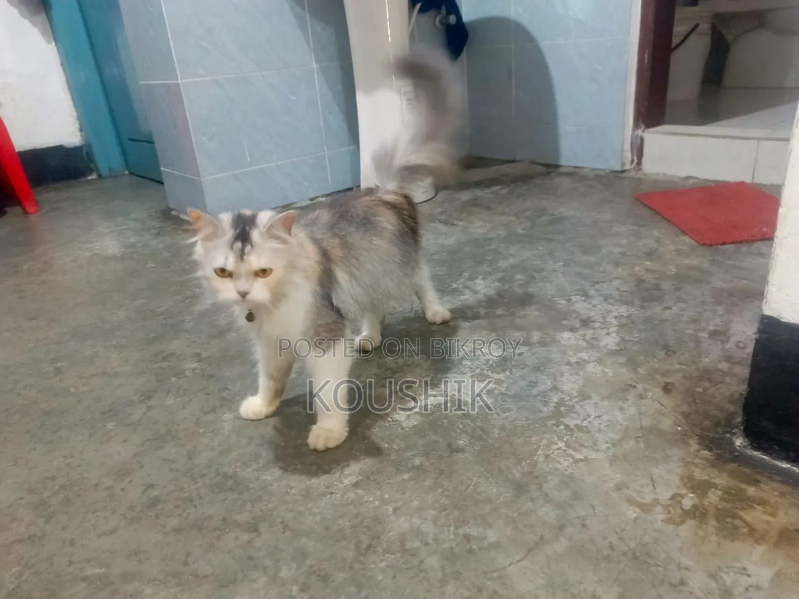 1+ Year Female Purebred Persian