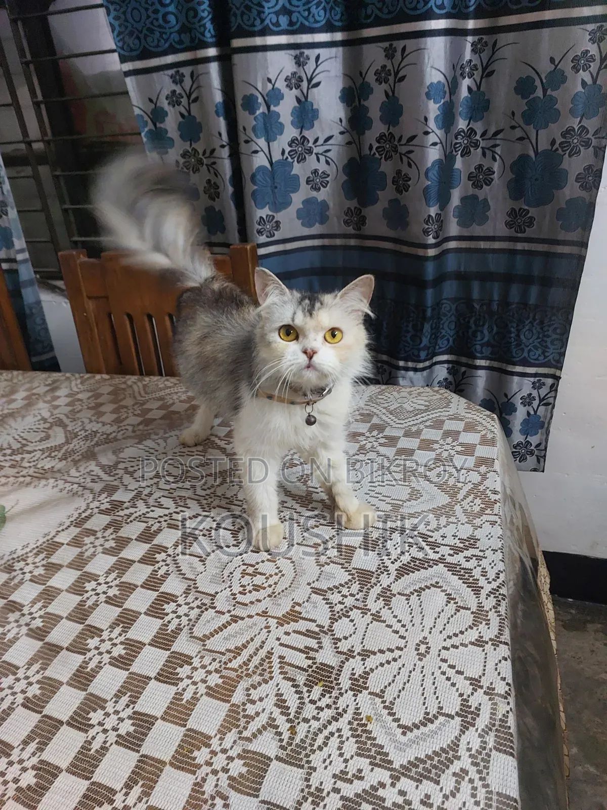 1+ Year Female Purebred Persian