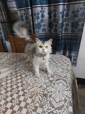 1+ Year Female Purebred Persian