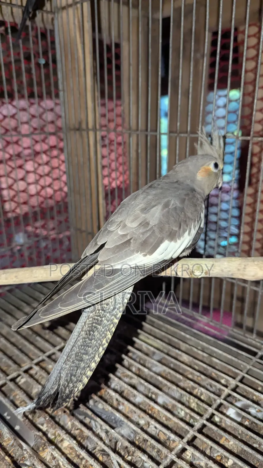 Khoka Ten Hunter Bird